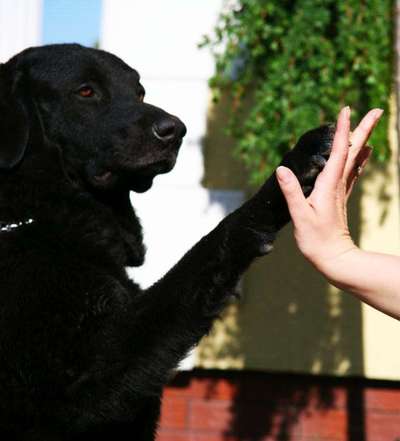 Dogorama Blog Challenge: Hundetricks-Beitrag-Bild