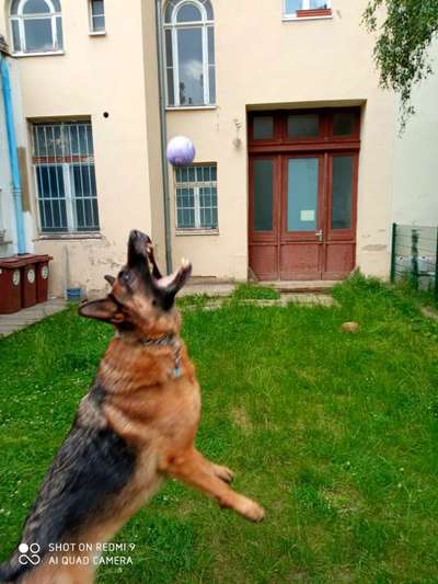 43. Fotochallenge-Zeigt mir eure Ball oder Frisbee verrueckten Hunde-Beitrag-Bild