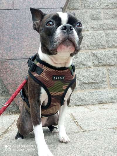 Boston Terrier Liebhaber❤️-Beitrag-Bild