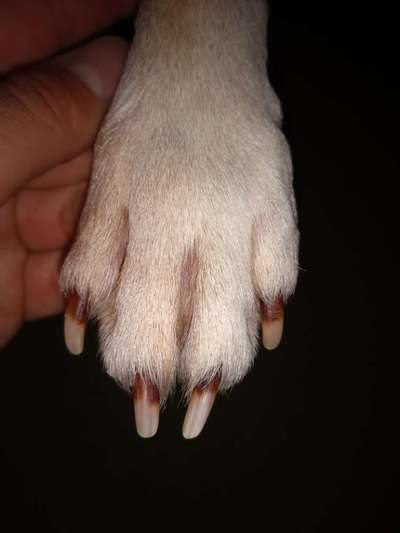 Verfärbte Krallen-Beitrag-Bild