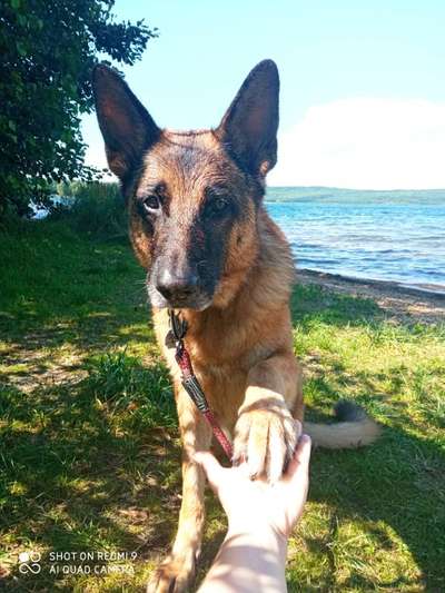 Dogorama Blog Challenge: Hundetricks-Beitrag-Bild