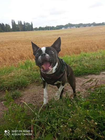 Dogorama Blog Challenge: Hundetricks-Beitrag-Bild