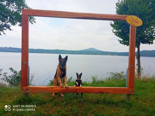 Dogorama Blog Challenge: Hundetricks-Beitrag-Bild