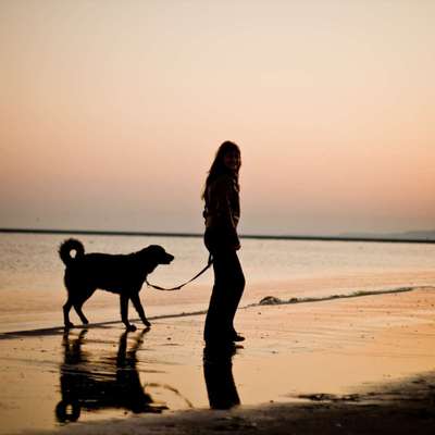 Hundetreffen-Gemeinsame Spaziergänge mit Übungseinheiten-Profilbild