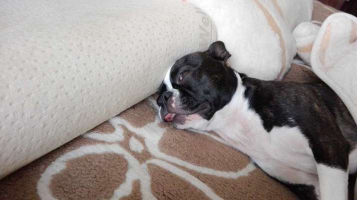 Hier ist der Spaßthread. Zum Schmunzeln und Kaputtlachen-Beitrag-Bild