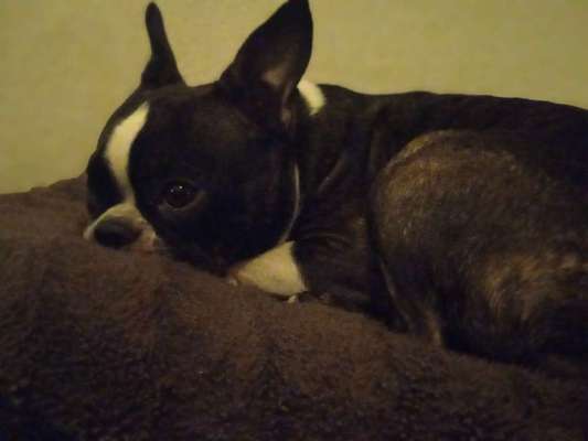 Französische Bulldoggen-Beitrag-Bild