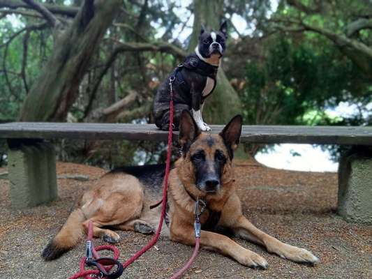 Dogorama Photo Challenge - Gegensätze-Beitrag-Bild