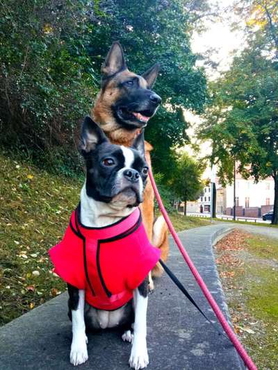 Die Dogorama Kalender Challenge Titelbild-Beitrag-Bild