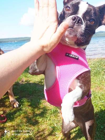 Dogorama Blog Challenge: Hundetricks-Beitrag-Bild