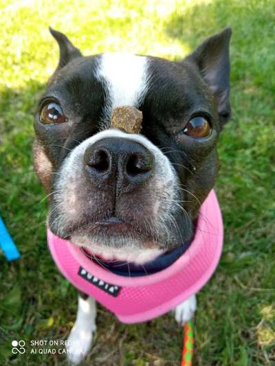 Dogorama Blog Challenge: Hundetricks-Beitrag-Bild