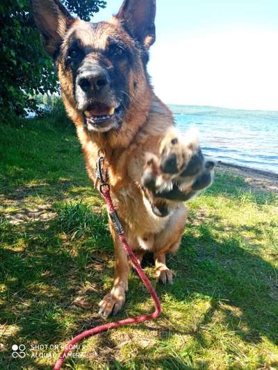 Dogorama Blog Challenge: Hundetricks-Beitrag-Bild