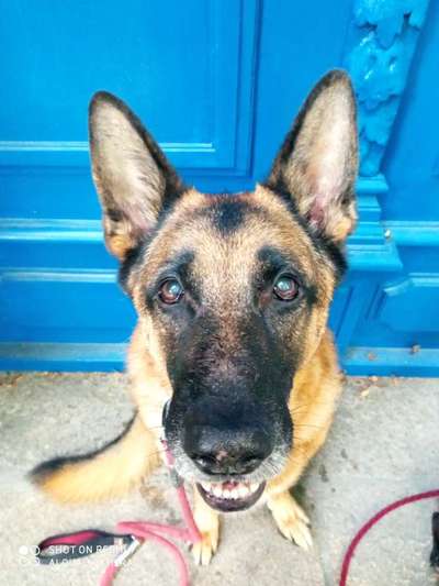 Deutsche Schäferhunde, Belgische Schäferhunde.-Beitrag-Bild