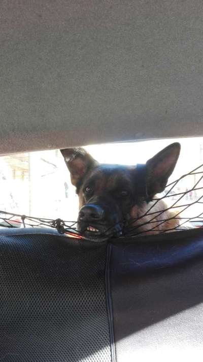 Hier ist der Spaßthread. Zum Schmunzeln und Kaputtlachen-Beitrag-Bild