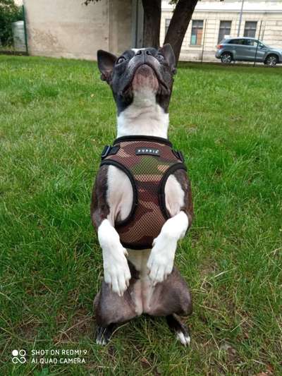 Dogorama Blog Challenge: Hundetricks-Beitrag-Bild