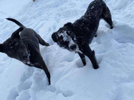 Zeigt mal die schönsten Bilder von euren Hunden !-Beitrag-Bild