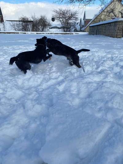 Zeigt mal die schönsten Bilder von euren Hunden !-Beitrag-Bild