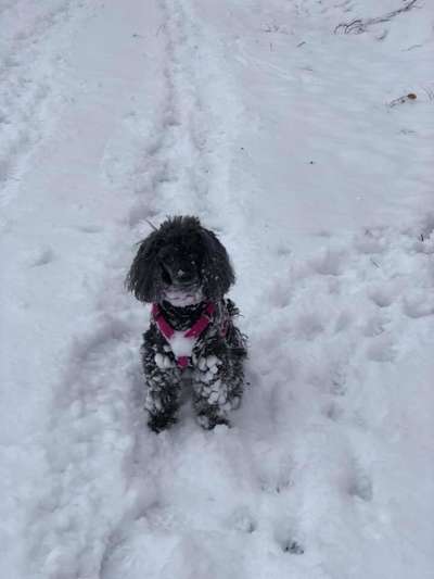 Dogorama Photo Challenge - Winterstimmung-Beitrag-Bild