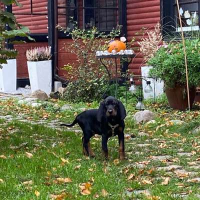 Hundetreffen-Welpentreff-Bild