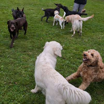 Hundetreffen-Hundespielen in Sundern-Bild