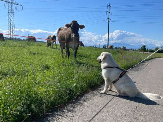 Hundetreffen-Spielen und social walk-Bild