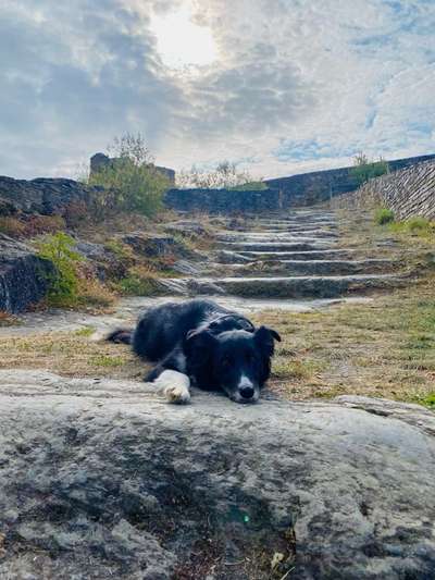 Hundetreffen-Social Walk / Begegnungstraining-Bild