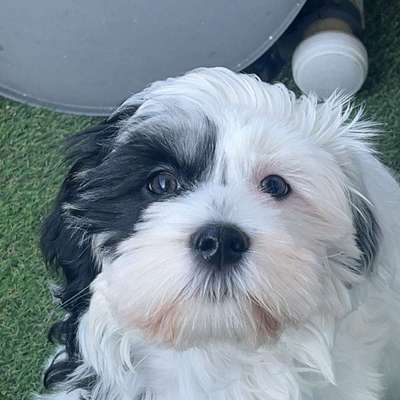 Hundetreffen-Welpetreffen in weeze-Profilbild