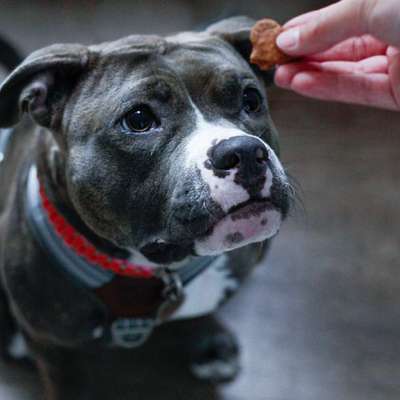 Hundetreffen-Gassi Runden Böblingen und Umgebung-Bild