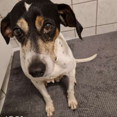 Hundetreffen-Social walk-Bild