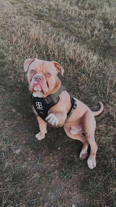 Welche Hunderasse-Beitrag-Bild