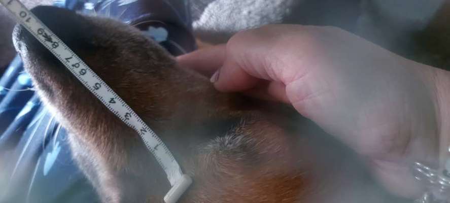 Maulkorb für Östereich ausleihen-Beitrag-Bild