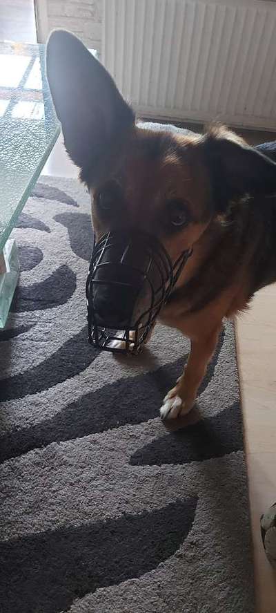 Maulkorb für Östereich ausleihen-Beitrag-Bild