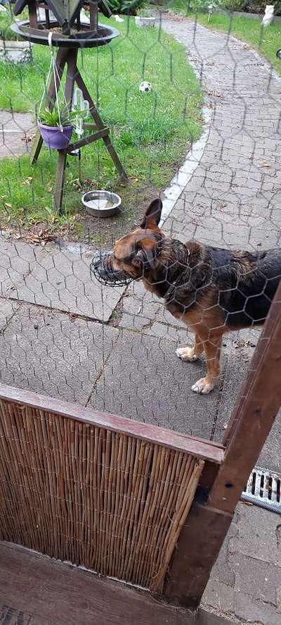 Maulkorb für Östereich ausleihen-Beitrag-Bild