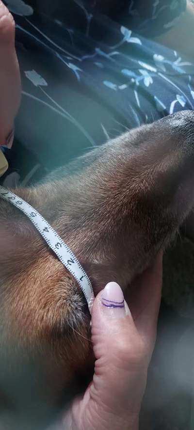 Maulkorb für Östereich ausleihen-Beitrag-Bild