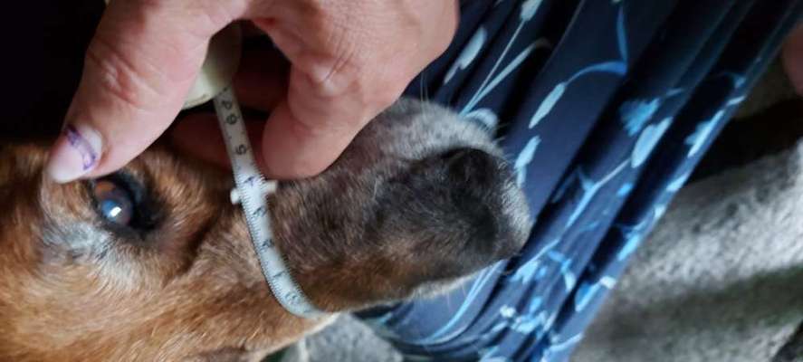 Maulkorb für Östereich ausleihen-Beitrag-Bild