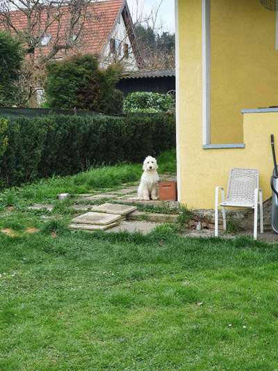 Hundetreffen-Welpentreffen Graz-Bild