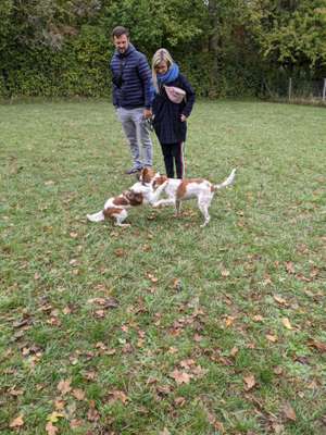 Kooikerhondje-Beitrag-Bild