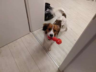 Kooikerhondje-Beitrag-Bild