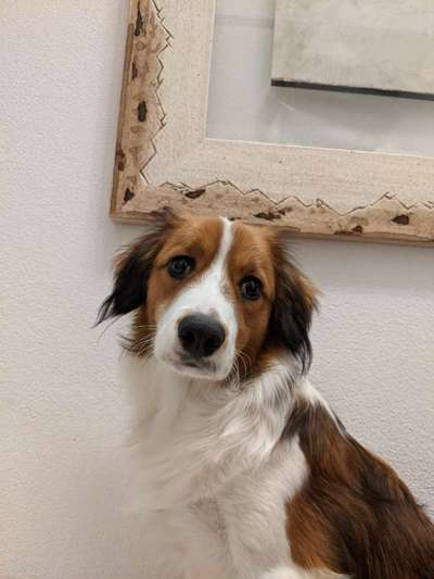 Kooikerhondje-Beitrag-Bild