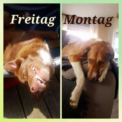 Hier ist der Spaßthread. Zum Schmunzeln und Kaputtlachen-Beitrag-Bild