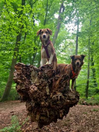 Dogorama Photo Challenge - Märchenwald-Beitrag-Bild