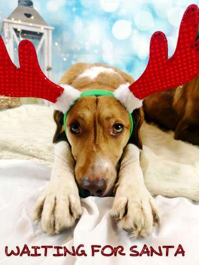 Fotochallenge 111: Endlich! Morgen kommt der Nikolaus..-Beitrag-Bild