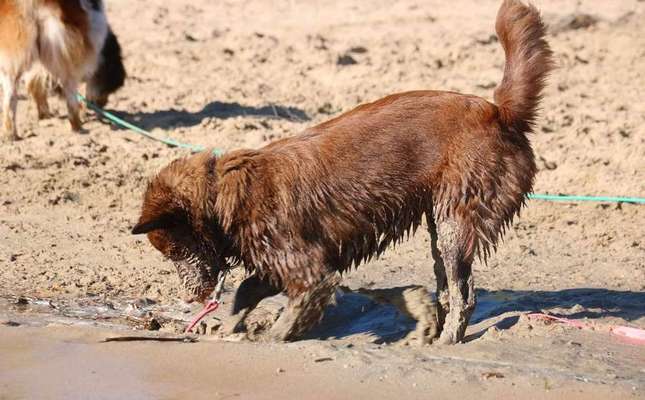 FOTOCHALLENGE 72 - Glücklicher Hund im Schmuddel-Look-Beitrag-Bild