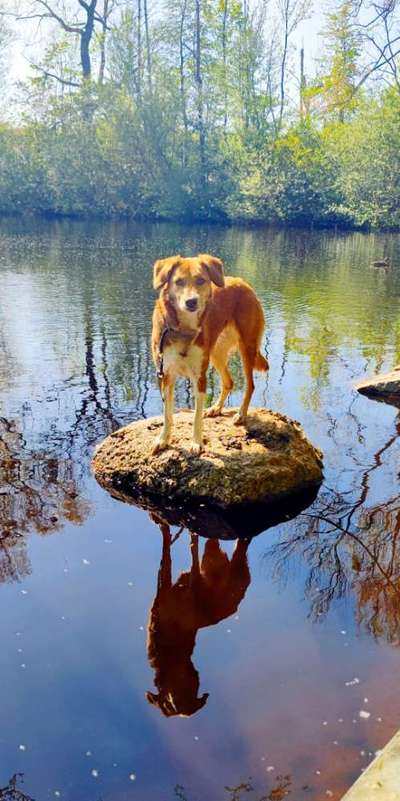 Dogorama Photo Challenge - Steine/Felsen-Beitrag-Bild