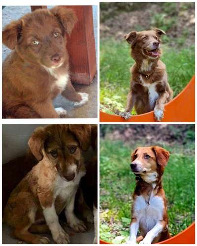 TierschutzhundeStammtisch🐕-Beitrag-Bild