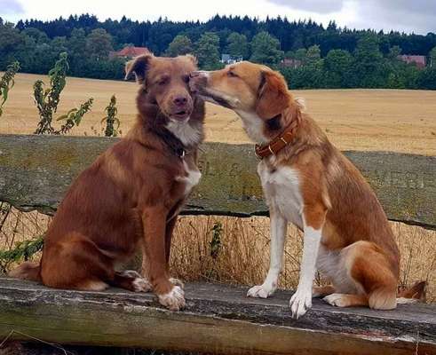 BIG LOVE :) mit 2 Hunden❣️-Beitrag-Bild