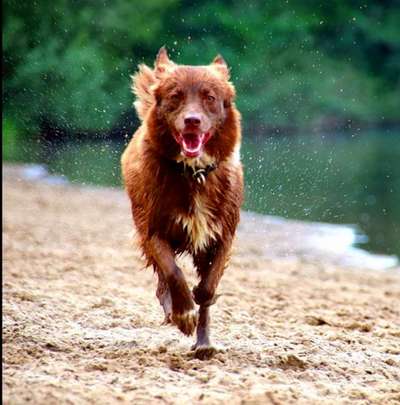 Fotochallenge 66 ~ Rennaction -Zeig deinen Hund im Lauf-Beitrag-Bild
