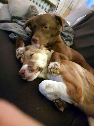 98.Fotochallange  - Hunde zeigen Zuneigung-Beitrag-Bild