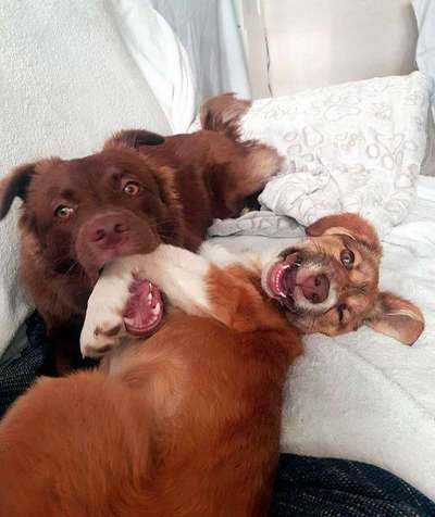 FOTOCHALLENGE 68: Dein Hund und sein bester Freund-Beitrag-Bild