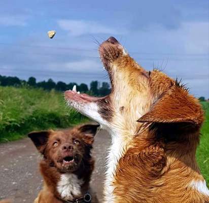Fotochallenge 110: Lustige und schöne Schnappfotos-Beitrag-Bild