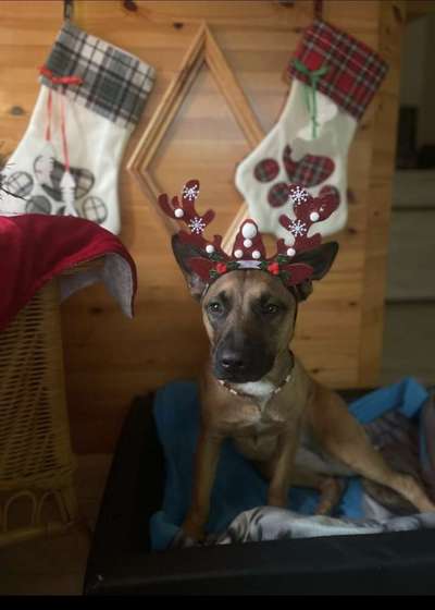 Fotochallenge 111: Endlich! Morgen kommt der Nikolaus..-Beitrag-Bild